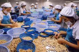 Sector de anacardo de Vietnam apunta a producción verde 