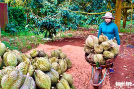 Cientos de áreas de cultivo de durián de Vietnam reciben códigos de exportación a China