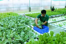 Localidades vietnamitas en Delta del Mekong por desarrollar agricultura orgánica 
