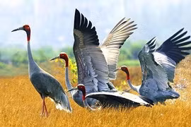 Tailandia y Vietnam cooperan en conservación de grullas de corona roja
