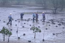 Lanzan proyecto de restauración de manglares en Vietnam financiado por Corea del Sur 