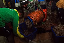 Indonesia pretende producir dos millones de toneladas de langostinos