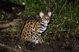 Devuelven al hábitat natural un raro gato salvaje en provincia vietnamita 