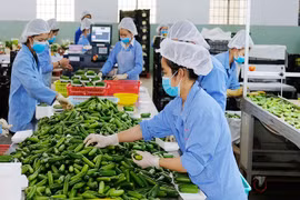 Vietnam necesita impulsar transformación verde para exportación sostenible, según expertos