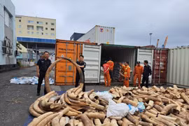 Decomisan en Vietnam gran cantidad de marfil de contrabando