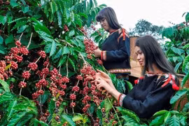 Vietnam busca garantizar producción de café sin provocar deforestación