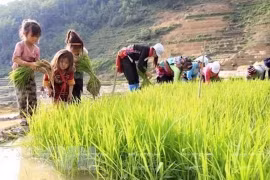 Vietnam refuerza lucha contra riesgos de trabajo infantil a causa de COVID-19