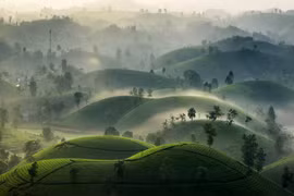Paisaje poético de colina de té en provincia vietnamita de Phu Tho