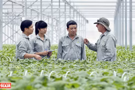 Agricultura limpia en el “jardín” de la empresa vietnamita VinEco