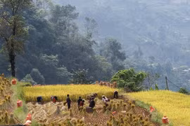 Preservan valores culturales de etnia Co Lao en provincia vietnamita