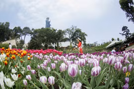 Jardín de tulipanes en cima de montaña vietnamita impresiona a turistas