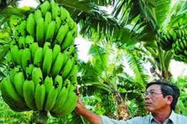 Plátano LaBa (Fuente: VNA)