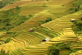 Las magníficas terrazas de arroz de Mu Cang Chai 