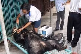 Viet Nam impulsa preservación de oso 