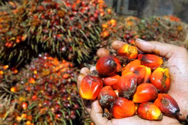 Indonesia sigue siendo mayor exportador mundial de aceite de palma 