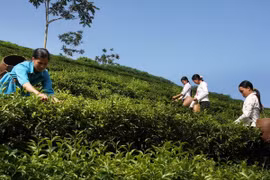 Campo de té en distriro Moc Chau, provincia norvietnamita de Son La (Fuente: VNA)