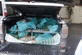 Decomisan pangolines de contrabando en ciudad vietnamita 