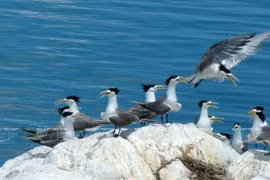 Hirundínidos (Hirundinidae) en Con Dao (Fuente: VNA)