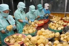 Procesamiento de piñas para exportación (Fuente: VNA)
