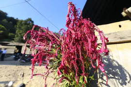 (Foto) Celebra etnia minoritaria Cong Festival de Flor de Celosia Cristata