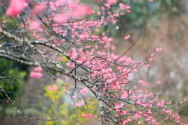 Brotan flores de melocotón durante el feriado del Tet