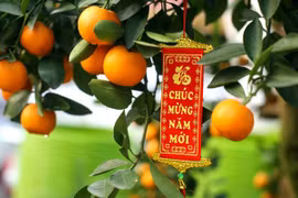 Significado del kumquat en costumbres tradicionales del Tet vietnamita