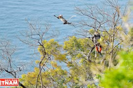 Vida de Douc langur en península de Son Tra 