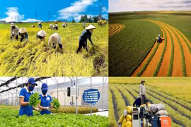 Hanoi aprueba resolución sobre políticas para desarrollo agrícola y rural