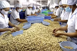 Sector del anacardo de Vietnam se centrará en aprovechar TLC 