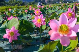 Temporada de floración de lotos en ciudad vietnamita de Da Nang 