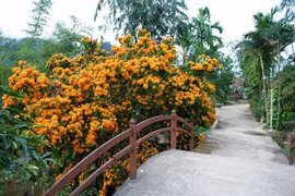 Ri Rung en plena floración embellece paisajes de Da Nang en Vietnam 
