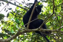 Descubren un raro langur de mejillas blancas en la Reserva Natural en Bac Kan