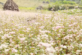 Abre sus puertas Festival de flores de alforfón en meseta Dong Van