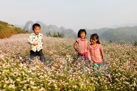  “Paraíso de flores de alforfón” en Vietnam ve alud de turistas