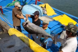 Firma nipona interesada en industria de atún oceánico vietnamita