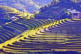 Terrazas vietnamitas entre 14 paisajes más surrealistas del mundo