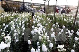Festival de flores de Da Lat ofrece diferentes deleites