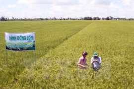 Vietnam busca promover exportaciones agrícolas a China