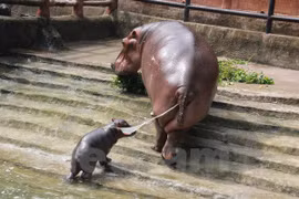 Hipopótamo sudafricano viene al mundo en zoo vietnamita
