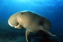 Pobladores de isla Phu Quoc protegen a dugón