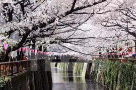 Cerezos japoneses florecen en Hanoi