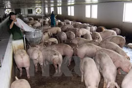 Intercambian experiencias en producción agrícola entre cooperativas (Fuente:VNA)