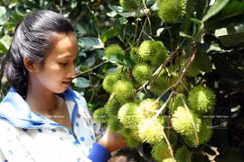 Hoteles, canal promocional de frutas vietnamitas 
