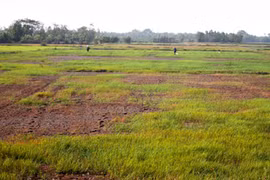  La progresiva salinización amenaza tierras de cultivo en Soc Trang