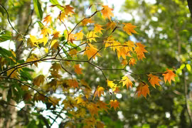 Bosque de arces en Da Lat, destino para la temporada 