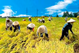 TPP genera oportunidades y retos para empresas del delta de Mekong