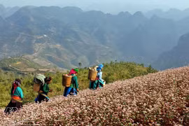 Alfombras de flores de alforfón cubren meseta rocosa Dong Van 