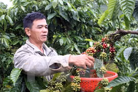 Disminuyen exportaciones agroforestales y pesqueras vietnamitas