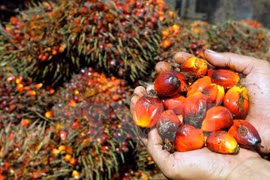 Indonesia y Malasia fundarán Consejo de productores de aceite de palma