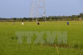 Japón cumplirá compromisos de cooperación agrícola con Vietnam, dice ministro